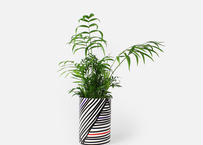 PAPER COVER POTS_パームS